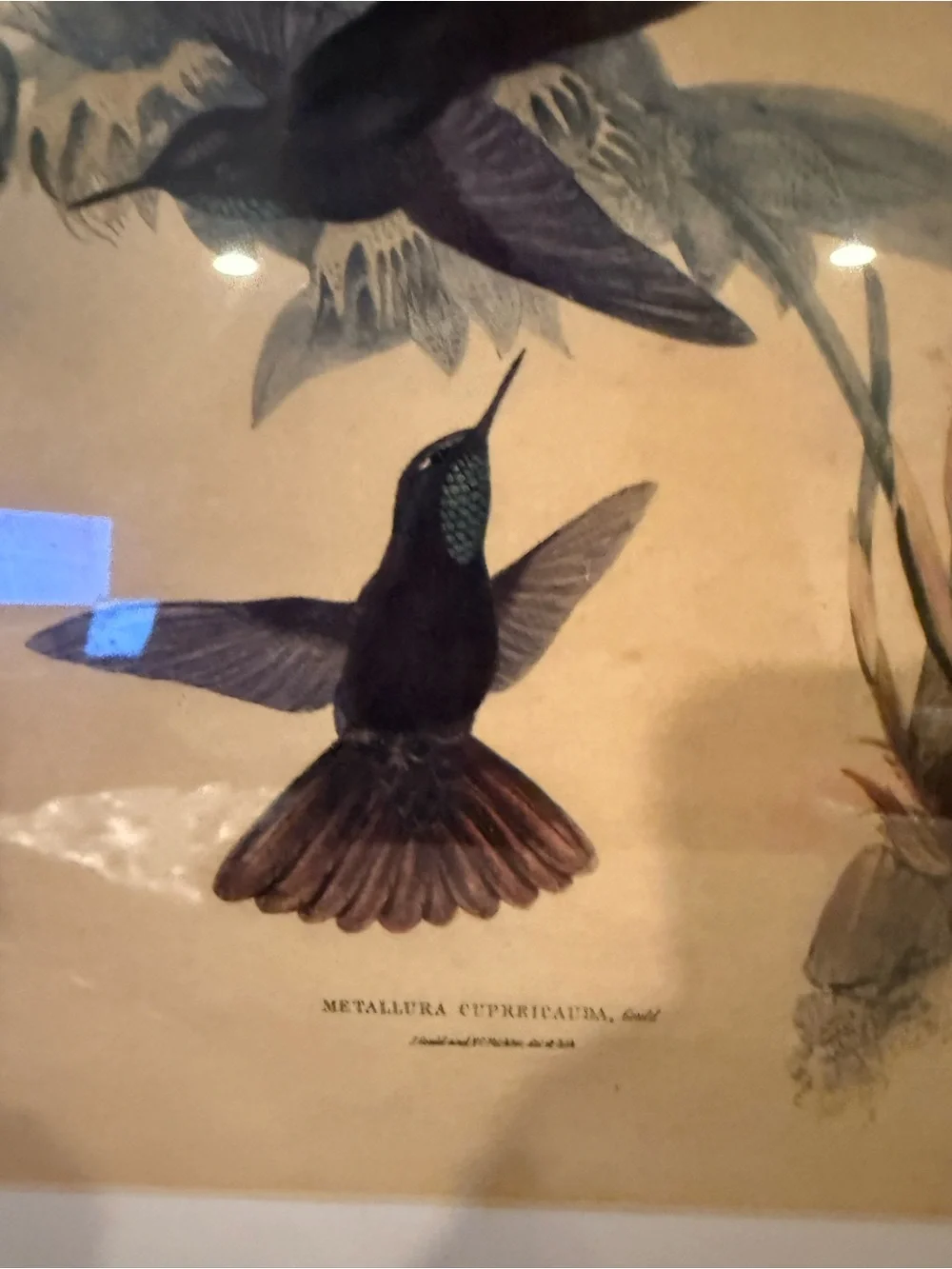 ANTIQUE GOULD HUMMINGBIRD LITHOGRAPH Hand Colored Metallura Cupreicauda